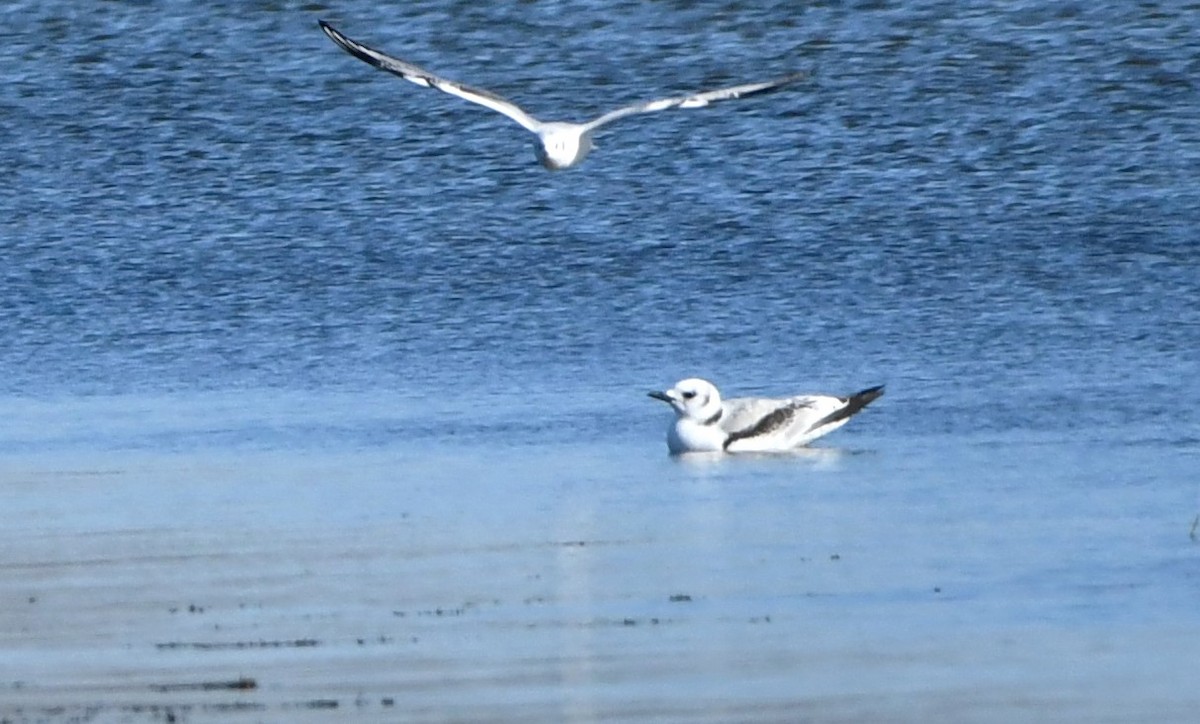 Black-legged Kittiwake - Gregory Hartman