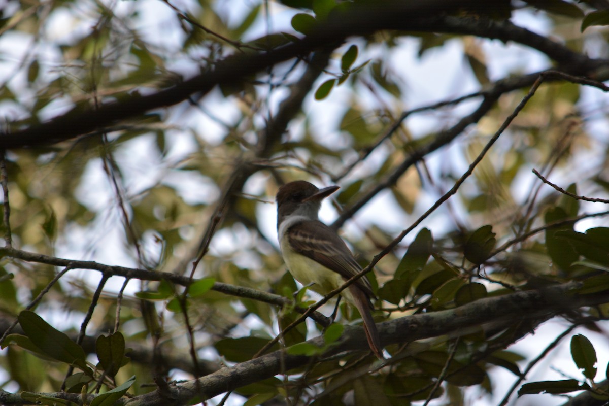 Brown-crested Flycatcher - ML611107405