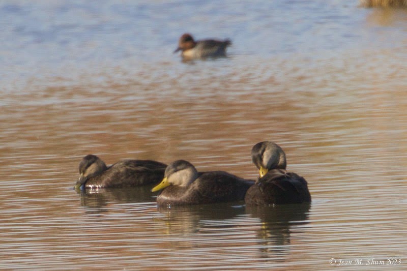 American Black Duck - ML611107435