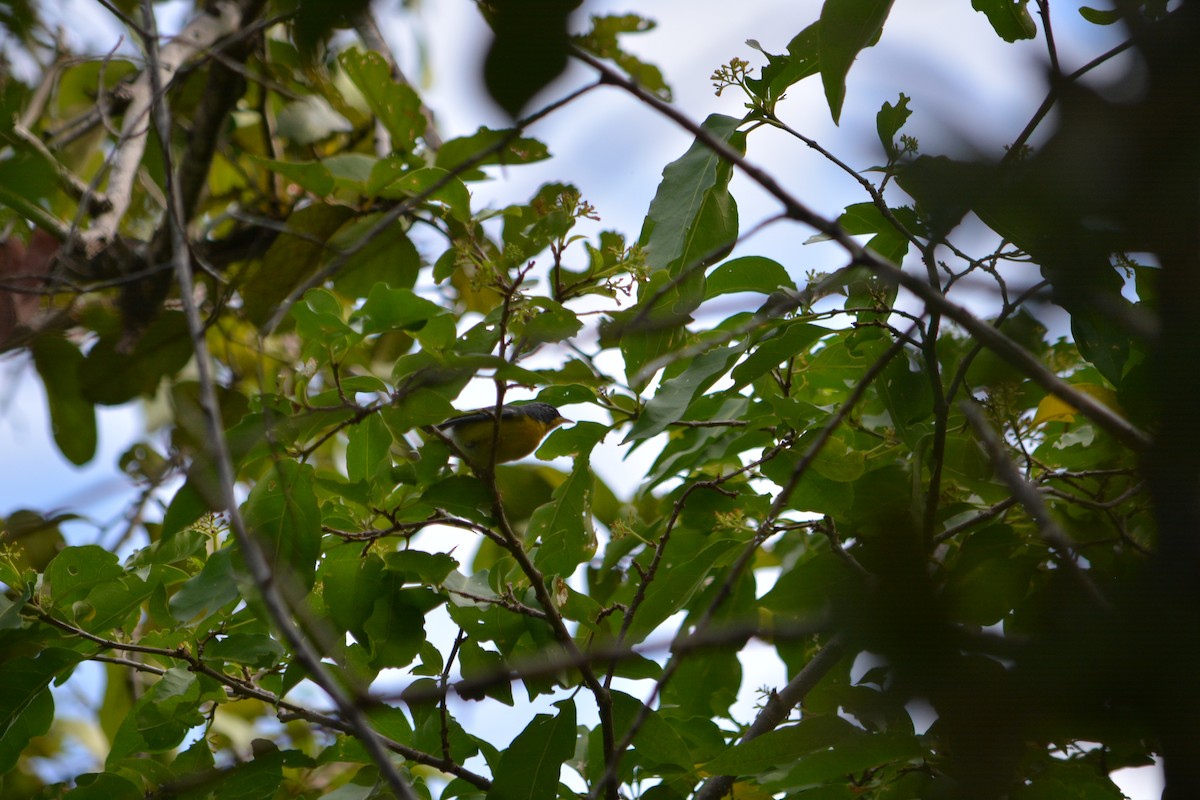 Tropical Parula - ML611107440