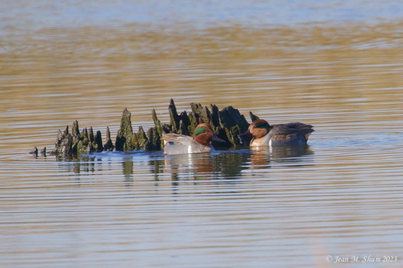 Green-winged Teal - ML611107484