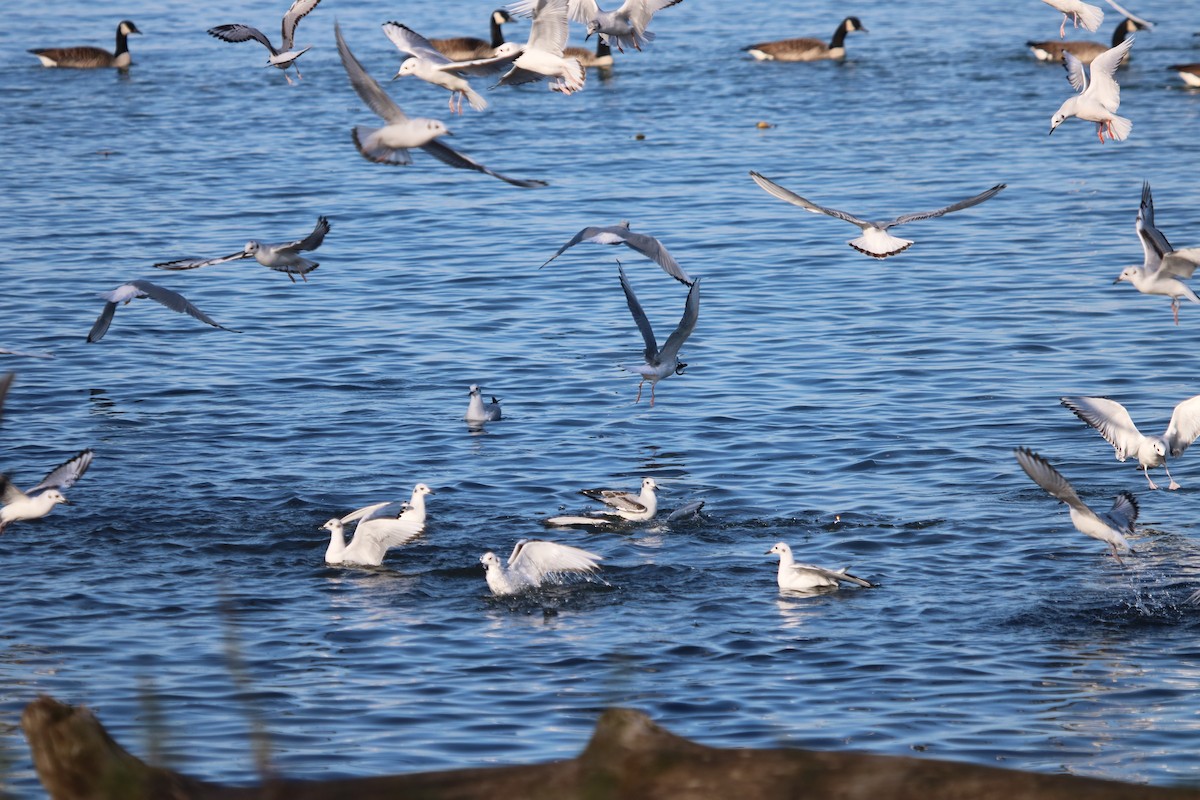 Bonaparte's Gull - ML611107490