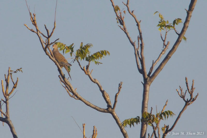 Mourning Dove - ML611107544
