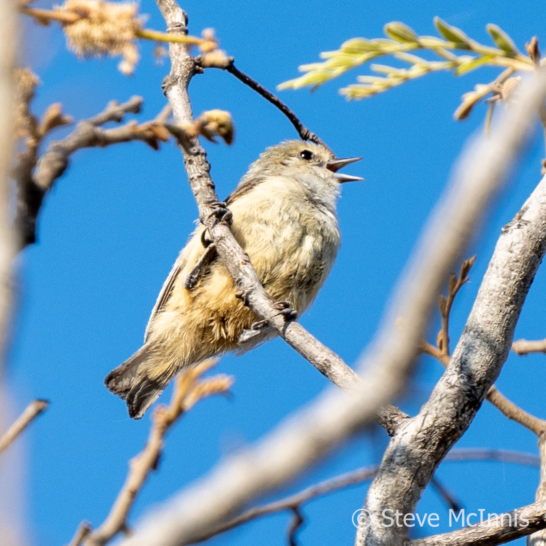 African Penduline-Tit - ML611107561