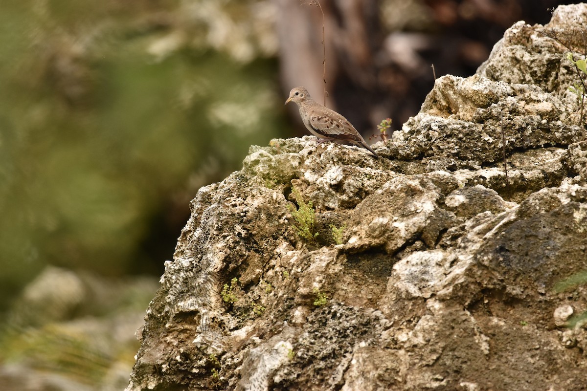 Common Ground Dove - ML611107609