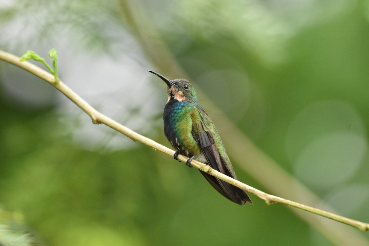 Green-breasted Mango - ML611107656