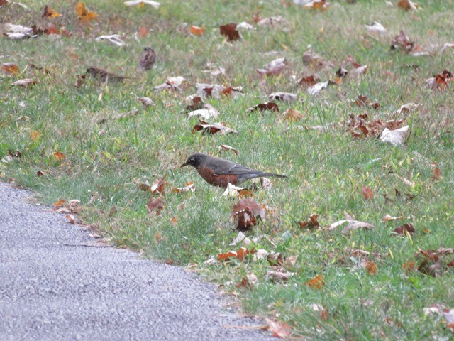 American Robin - Mary Conant