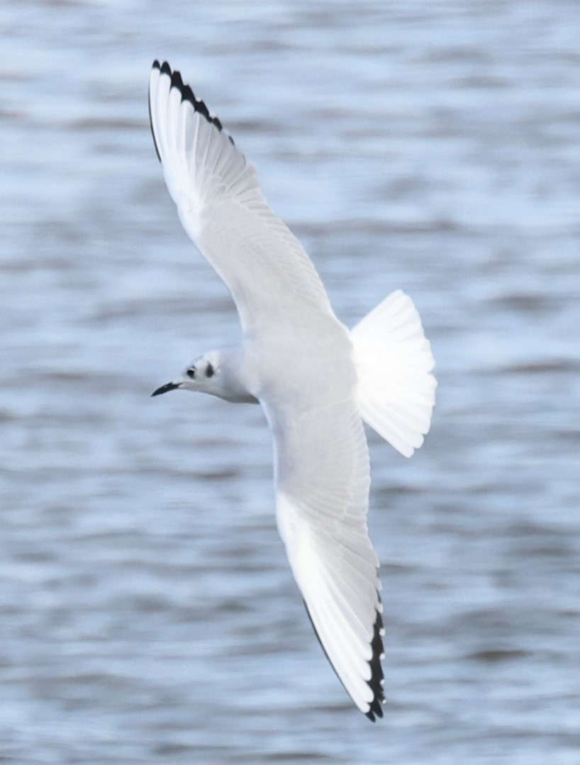 Bonaparte's Gull - ML611107722