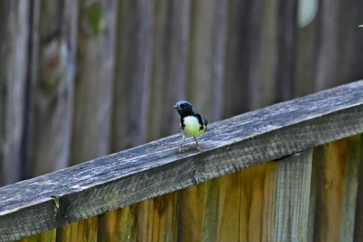Black-throated Blue Warbler - ML611107743