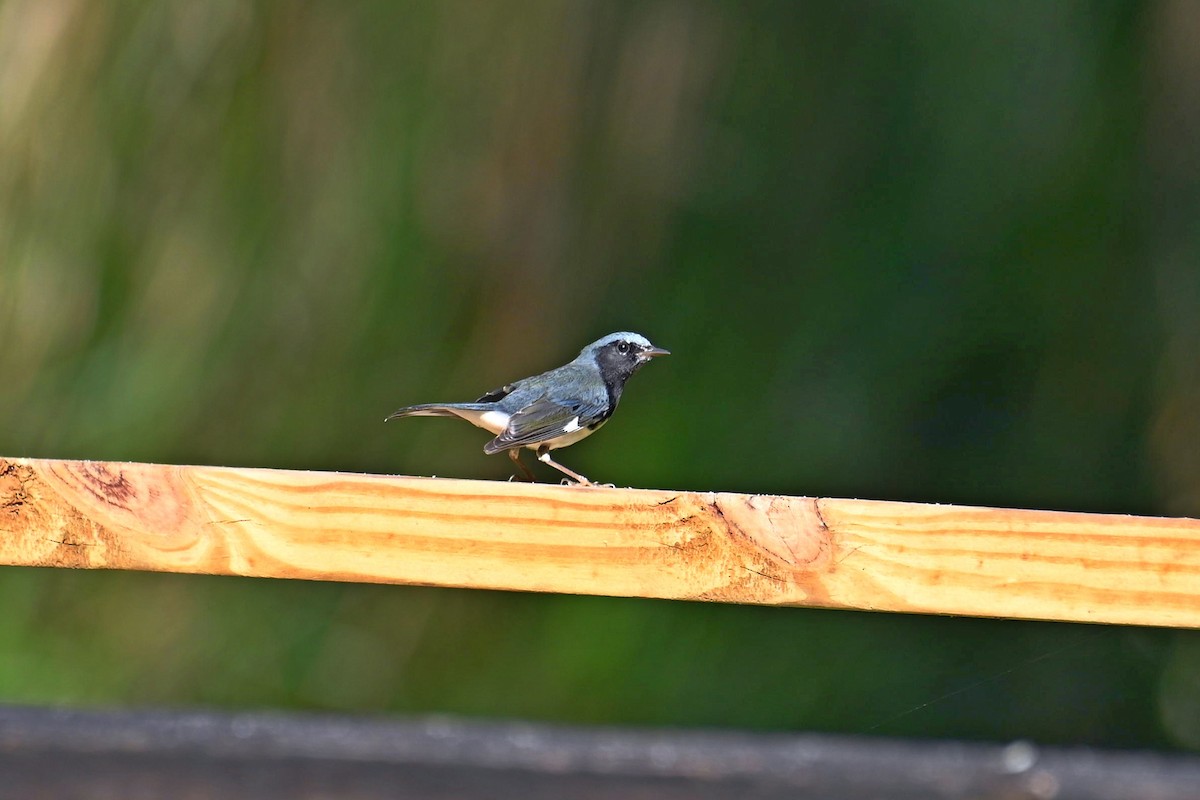 Black-throated Blue Warbler - ML611107744