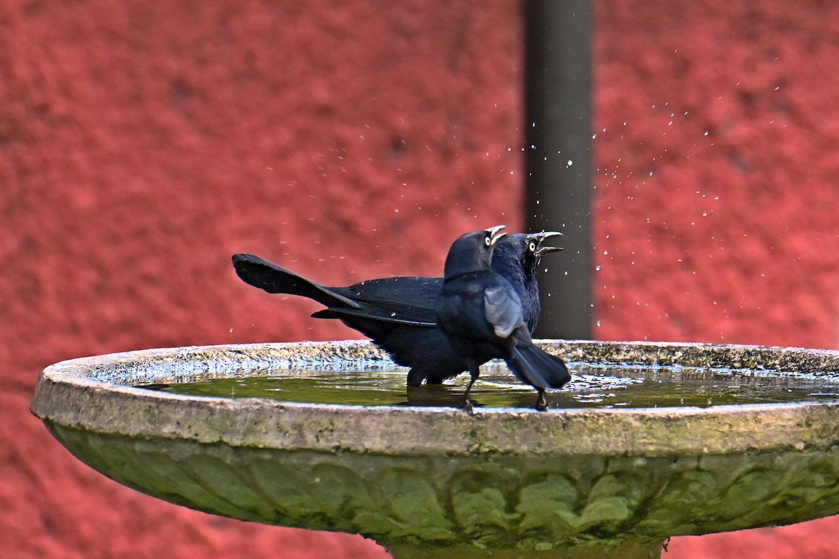 Greater Antillean Grackle - ML611107804