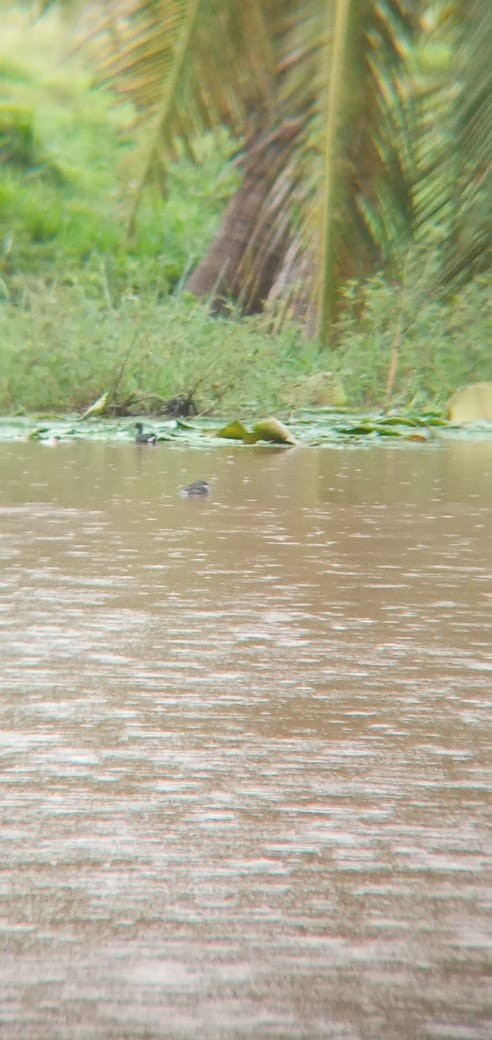 Pied-billed Grebe - ML611107904