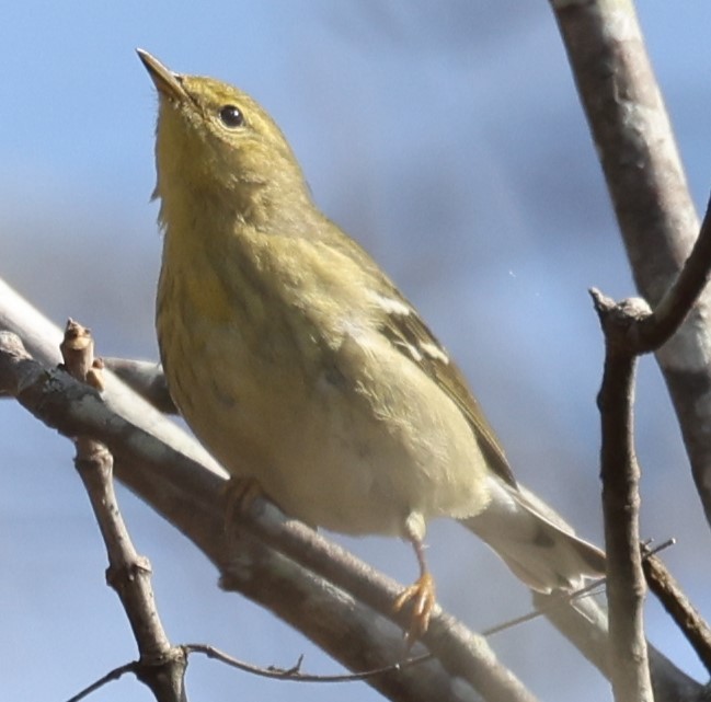 Blackpoll Warbler - Kathy Richardson