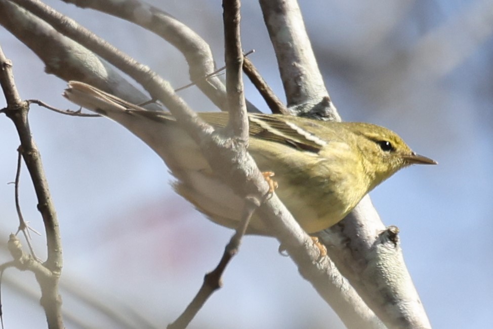 Blackpoll Warbler - Kathy Richardson