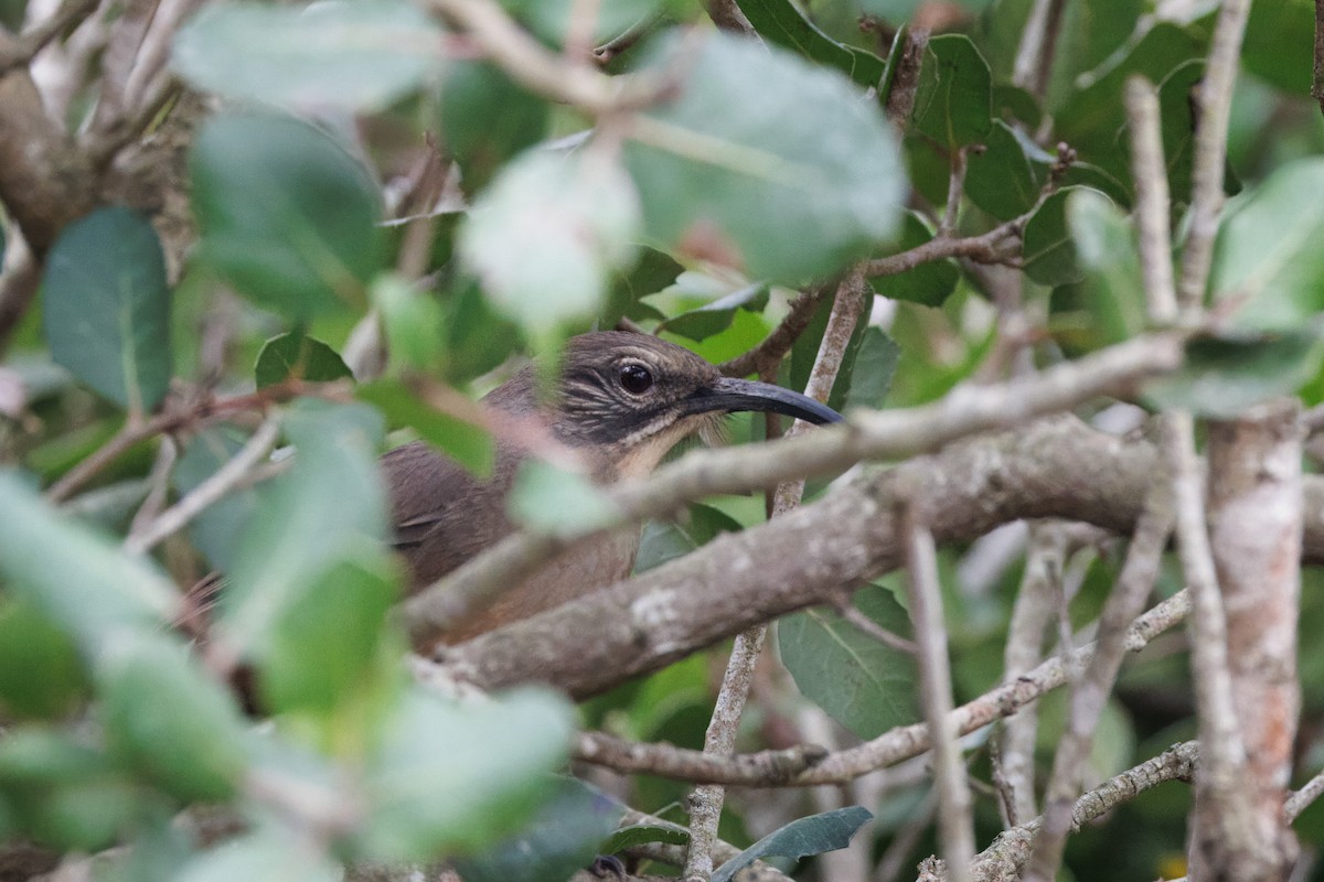 California Thrasher - John Callender