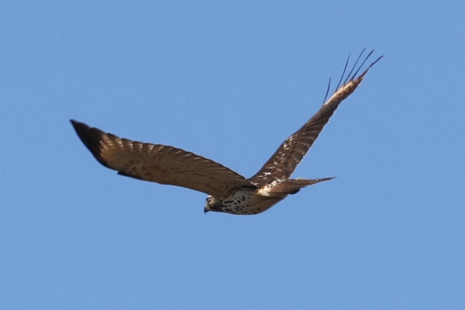 Red-shouldered Hawk - Kathy Richardson