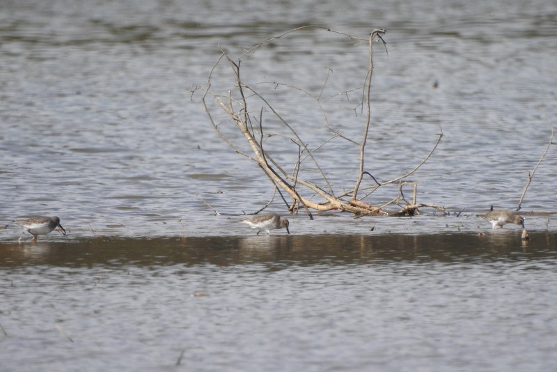 Dunlin - ML611108055