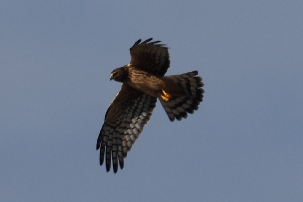 Northern Harrier - Kathy Richardson