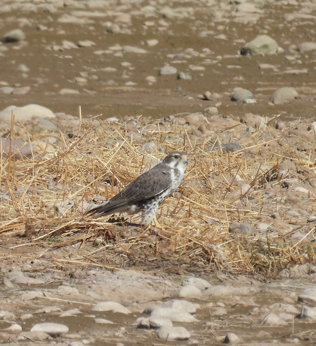 Faucon des prairies - ML611108191