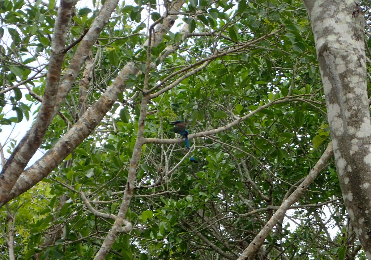 Turquoise-browed Motmot - ML611108198