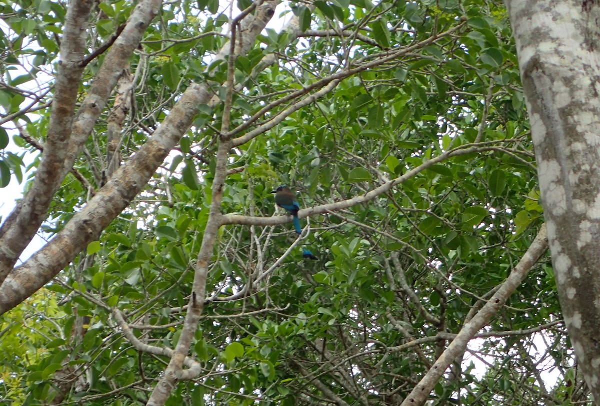 Turquoise-browed Motmot - ML611108199