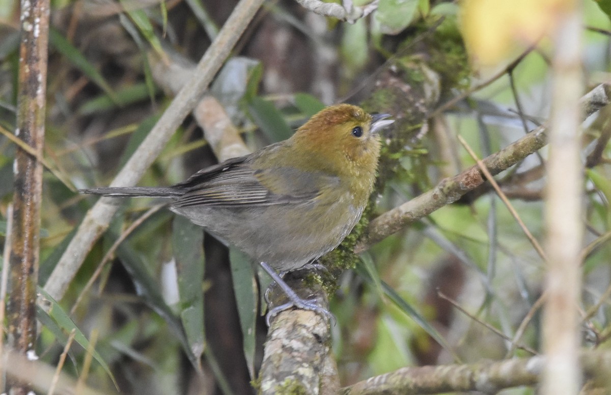 Chestnut-headed Tanager - federico nagel