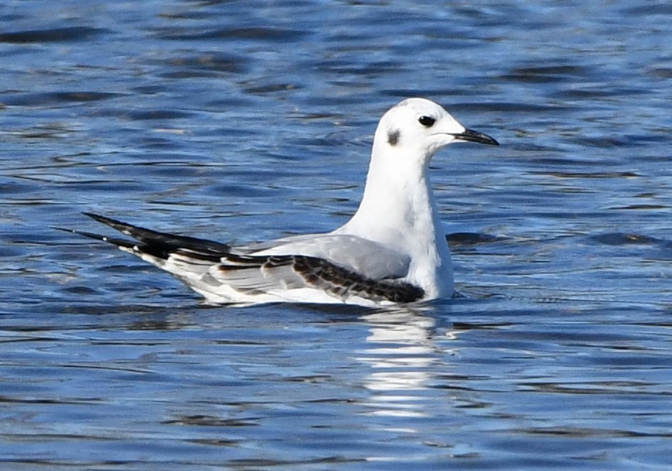 Bonaparte's Gull - ML611108330