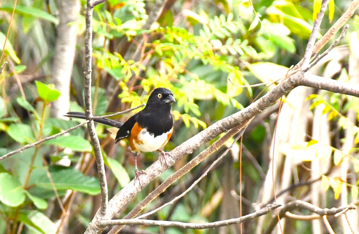 Eastern Towhee - ML611108371