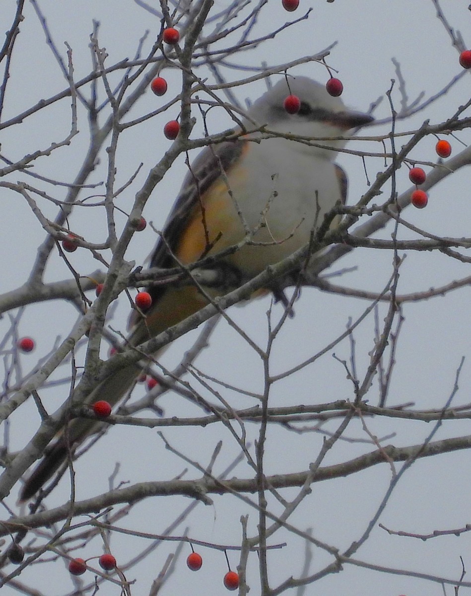 Scissor-tailed Flycatcher - ML611108513