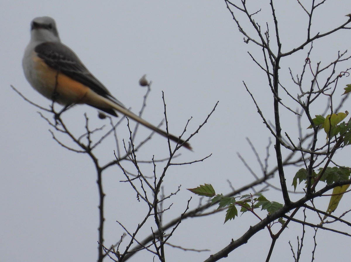 Scissor-tailed Flycatcher - ML611108514