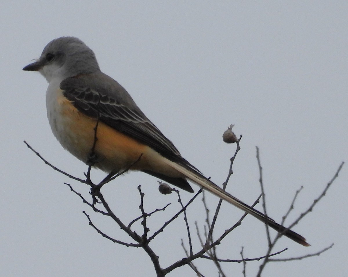 Scissor-tailed Flycatcher - ML611108515