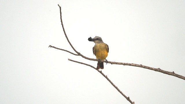 Tropical Kingbird - ML611108524