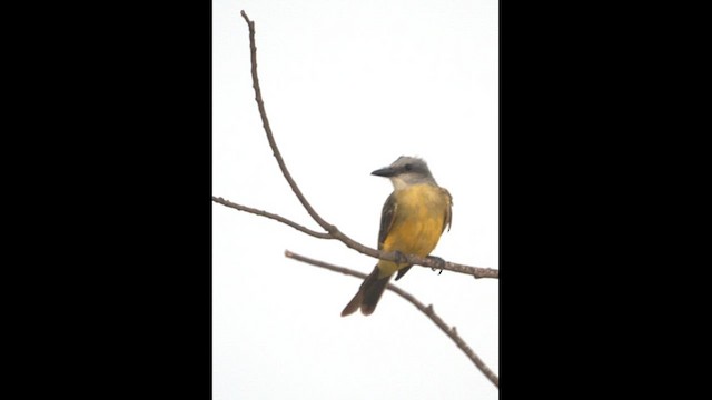 Tropical Kingbird - ML611108562