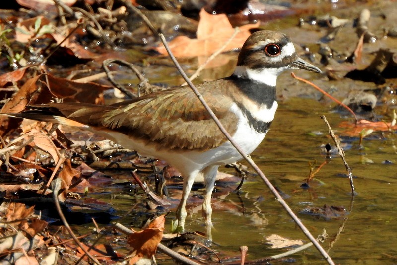 Killdeer - Sonya Massey