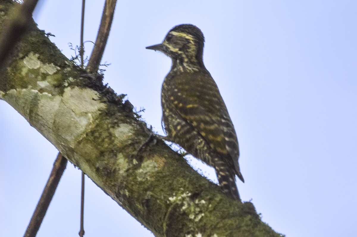 White-spotted Woodpecker - federico nagel