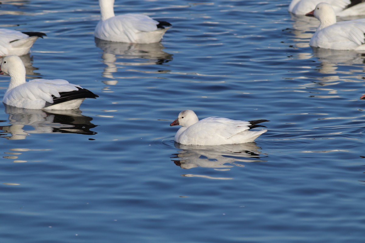 Ross's Goose - ML611108763