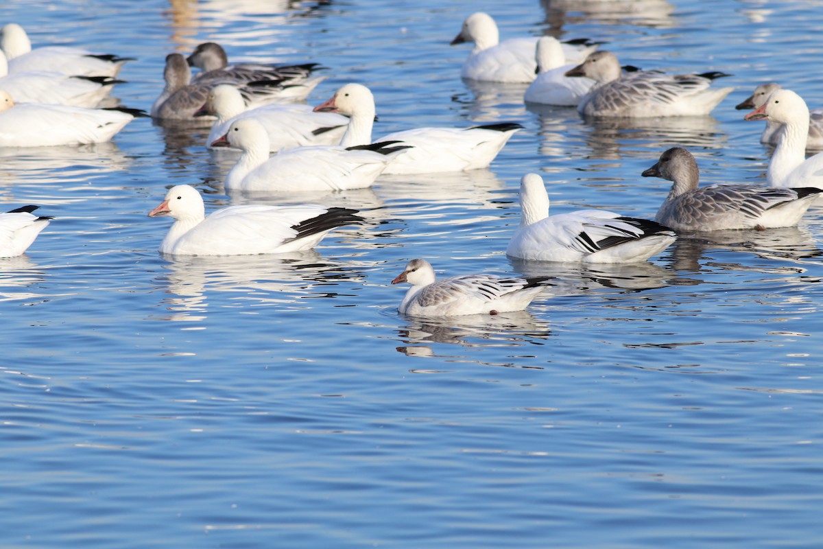 Snow x Ross's Goose (hybrid) - Gilles Garant