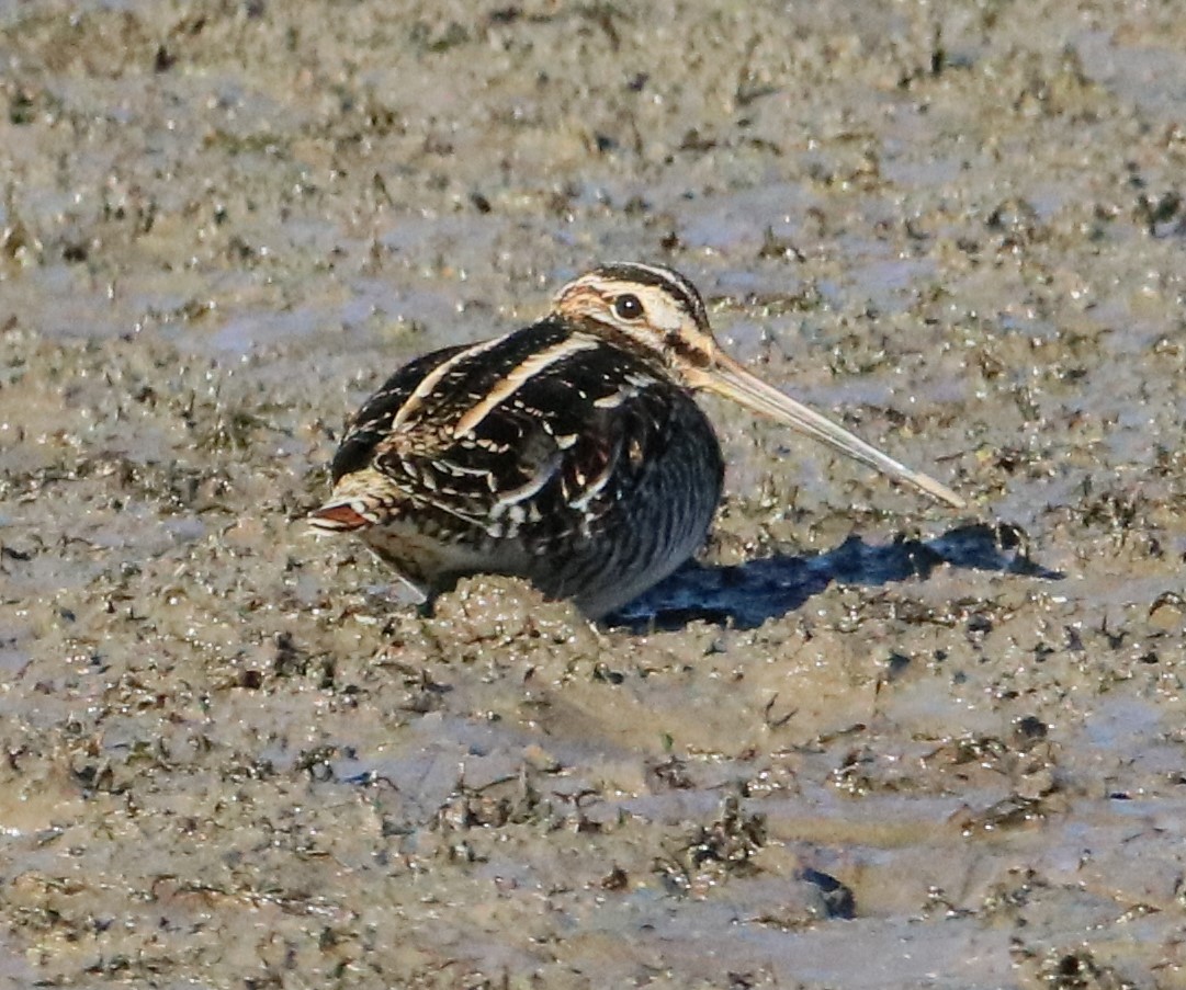 Wilson's Snipe - Tom Ellsworth