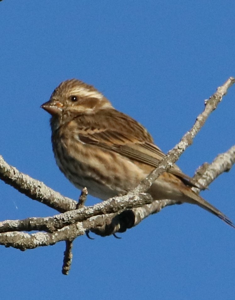 Purple Finch - ML611108847