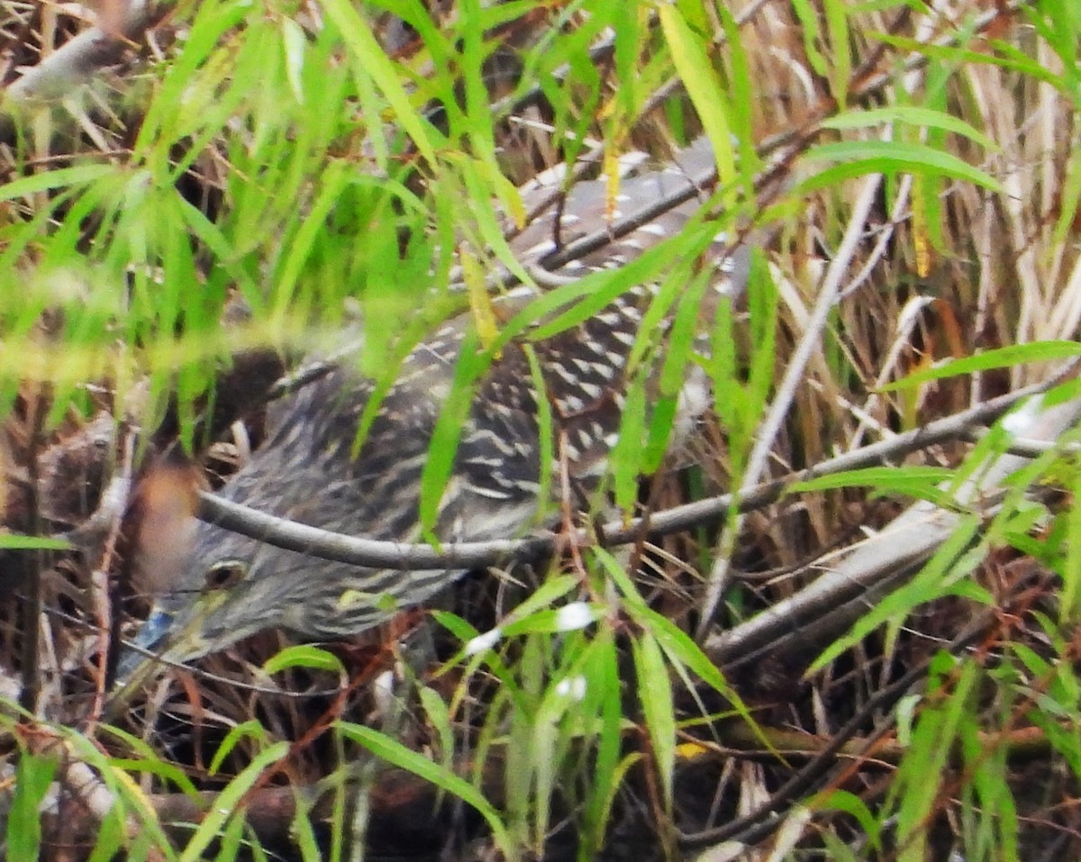 Black-crowned Night Heron - ML611108881