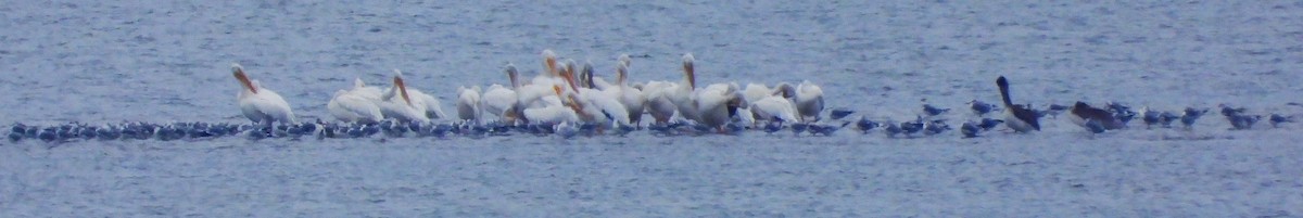 American White Pelican - ML611108918