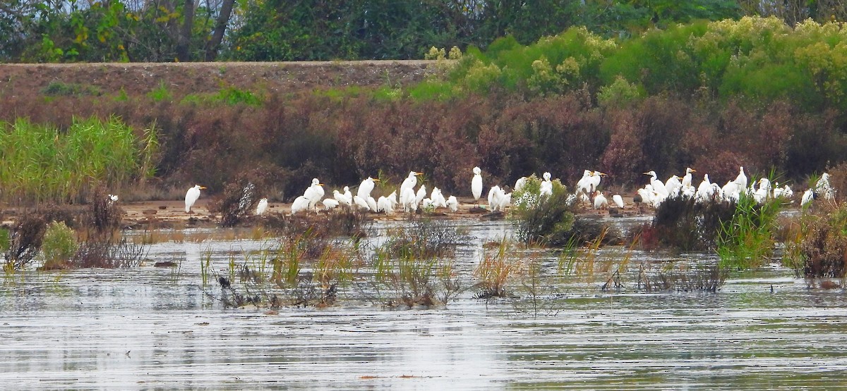 Snowy Egret - ML611108988