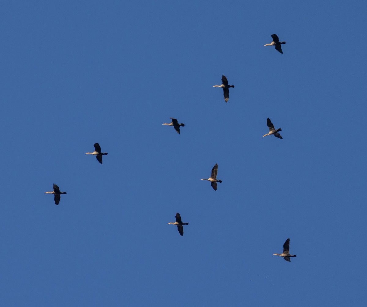 Double-crested Cormorant - ML611109073