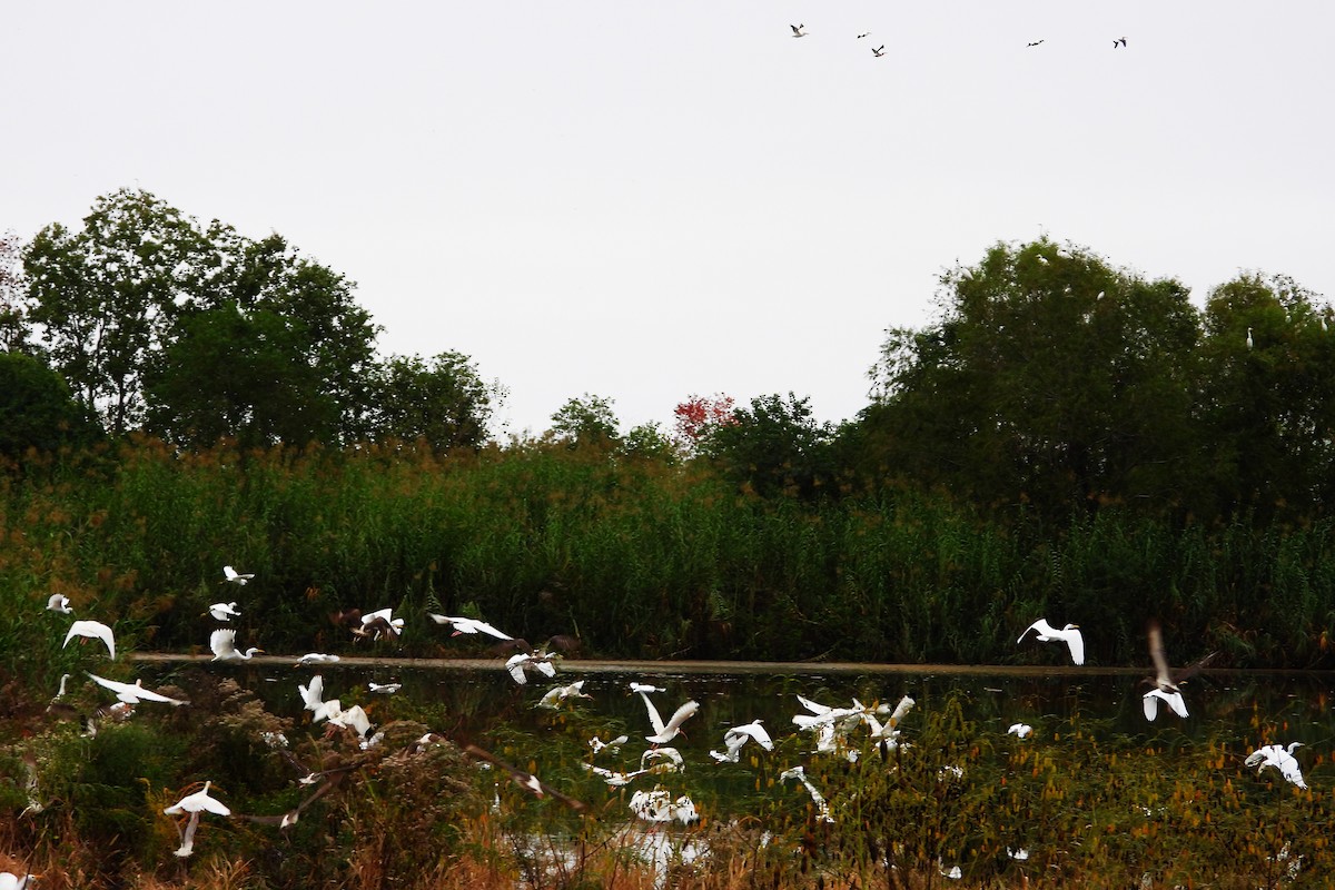 Snowy Egret - ML611109097