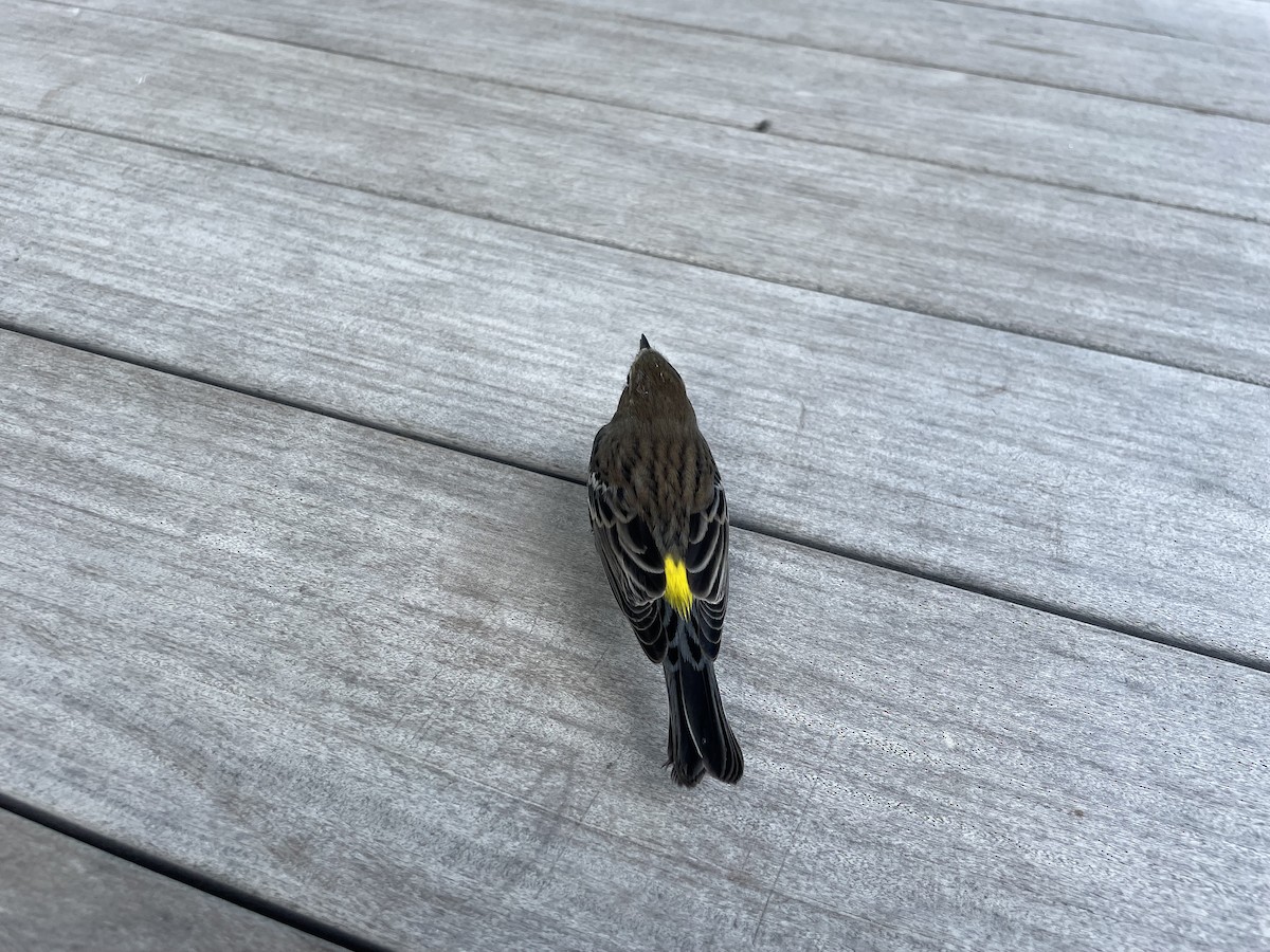 Yellow-rumped Warbler (Myrtle) - ML611109137