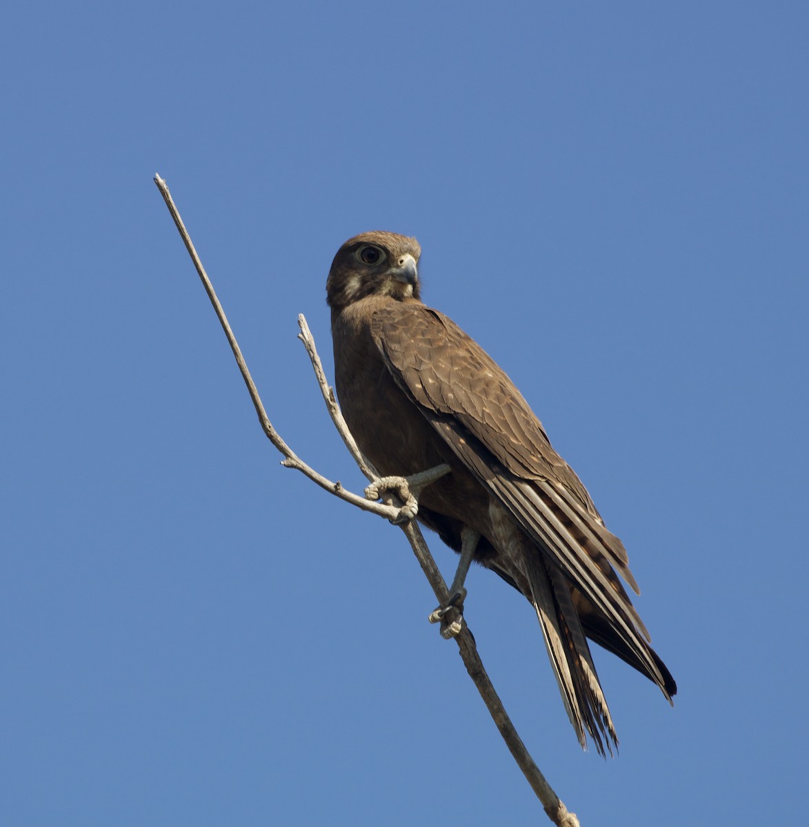 Brown Falcon - ML611109146