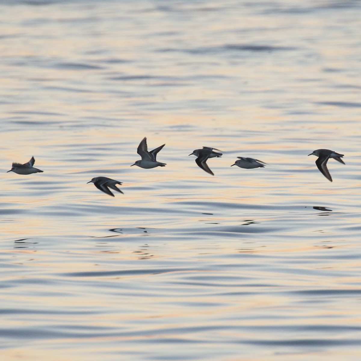 Western Sandpiper - ML61110921