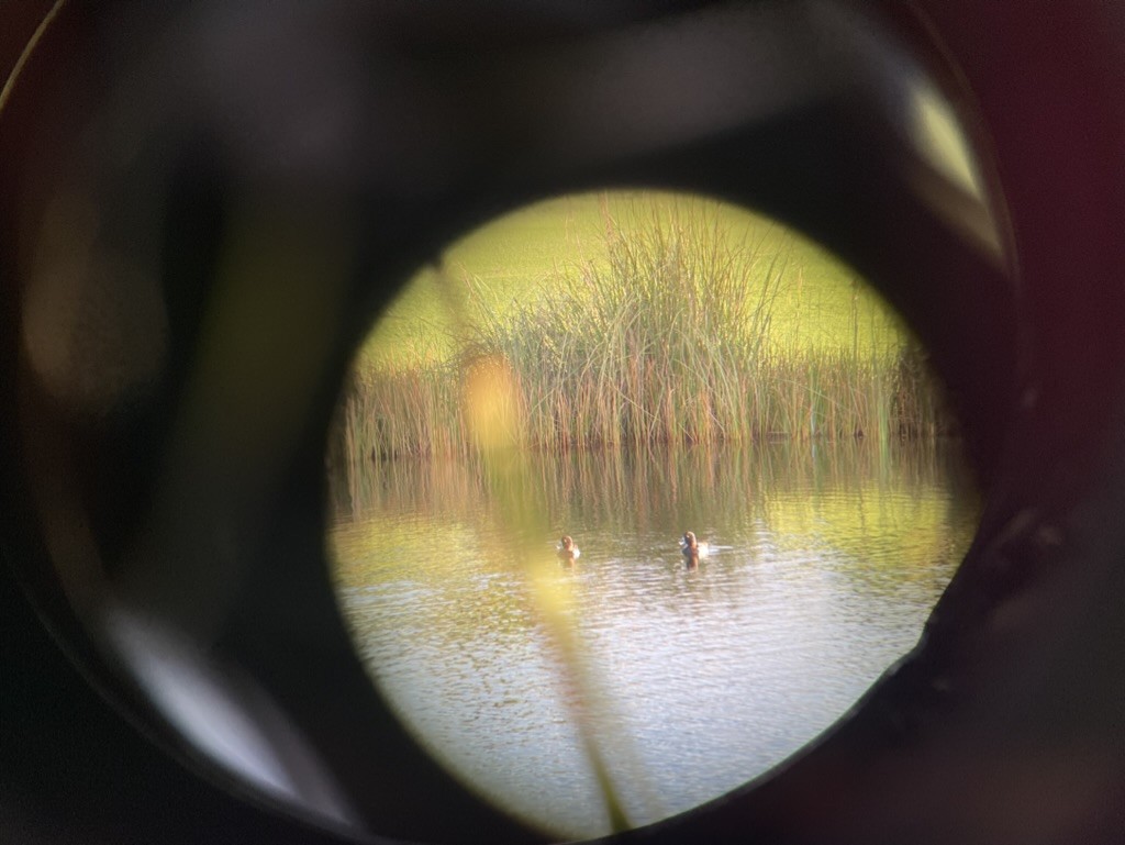 Ring-necked Duck - ML611109214