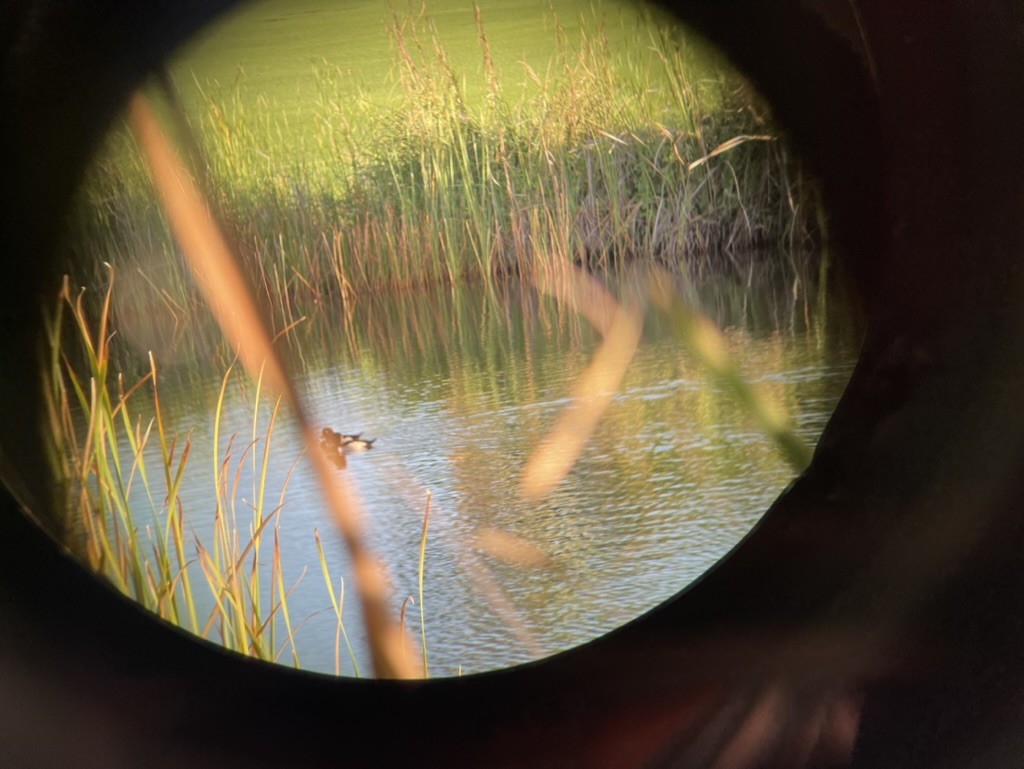 Ring-necked Duck - ML611109226