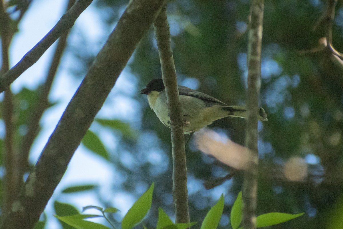 Black-capped Warbling Finch - ML611109237